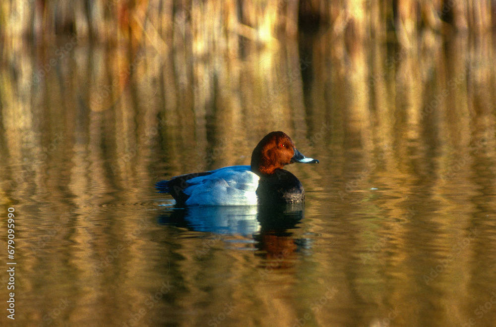 Fuligule milouin, male, .Aythya ferina, Common Pochard