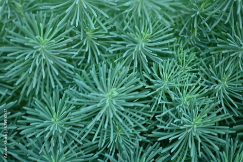 symmetrical abstract top photo of green grass, symmetrical grass pattern close up 