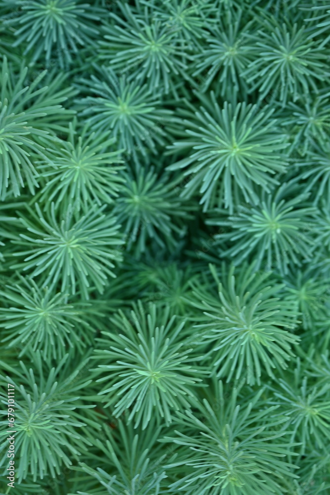 symmetrical abstract top photo of green grass, symmetrical grass pattern close up symmetrical abstract top photo of green grass, symmetrical grass pattern close up