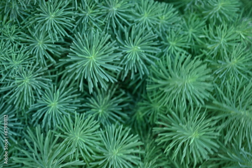 symmetrical abstract top photo of green grass, symmetrical grass pattern close up  © Анна Климчук