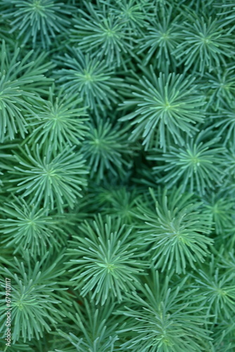 symmetrical abstract top photo of green grass, symmetrical grass pattern close up 