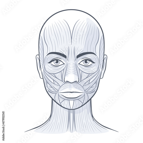 Facial muscles of the female. Detailed bright anatomy isolated on a white background vector illustration