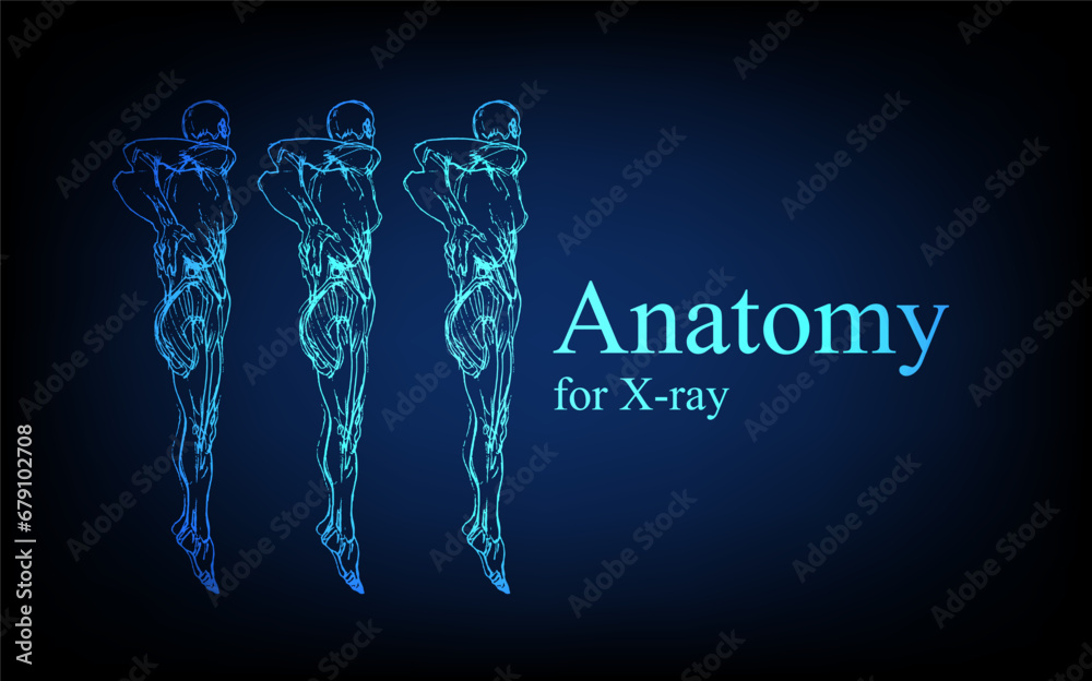 Human anatomy in front on x ray view. Anatomy human body connection, Medical, educational or science banner on futuristic blue background, Vector hand drawn illustration Human anatomy in front on x ray view. Anatomy human body connection, Medical, educational or science banner on futuristic blue background, Vector hand drawn illustration