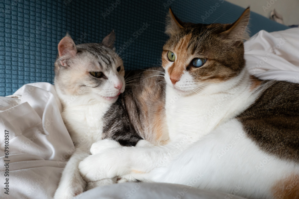 Two cats lying together