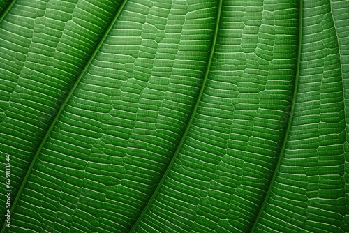 sheeny texture of a rubber plants leaf close-up photo