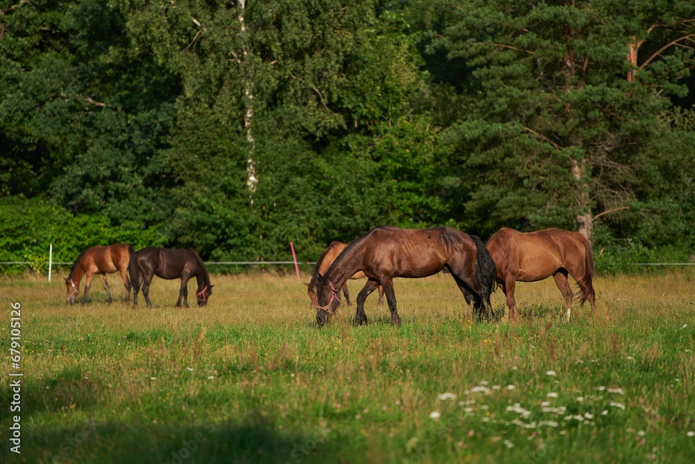 Thoroughbred horses walking in a field. Horses on the farm. Agritourism and hippotherapy. Thoroughbred horses walking in a field. Horses on the farm. Agritourism and hippotherapy.