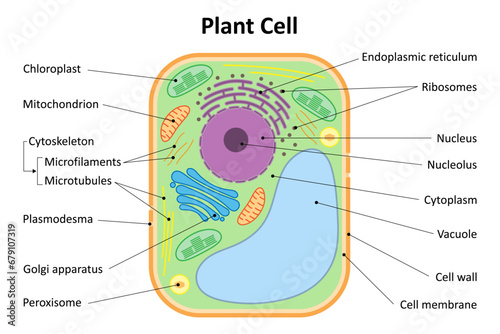 Structure of a plant cell. Plant cell organelles. Diagram. photo