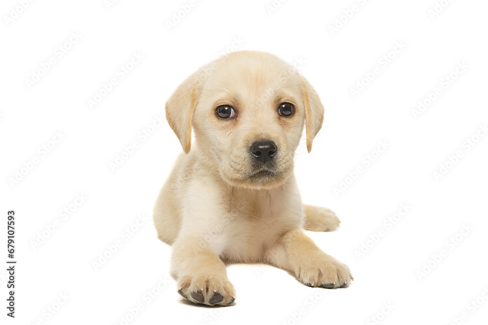 puppy labrador isolated on white background puppy labrador isolated on white background