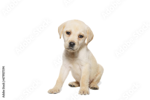 Fototapeta Naklejka Na Ścianę i Meble -  puppy labrador isolated on white background