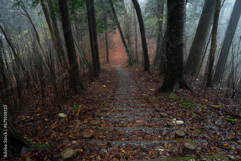 Obraz premium 霧と晩秋の森 段戸裏谷原生林
