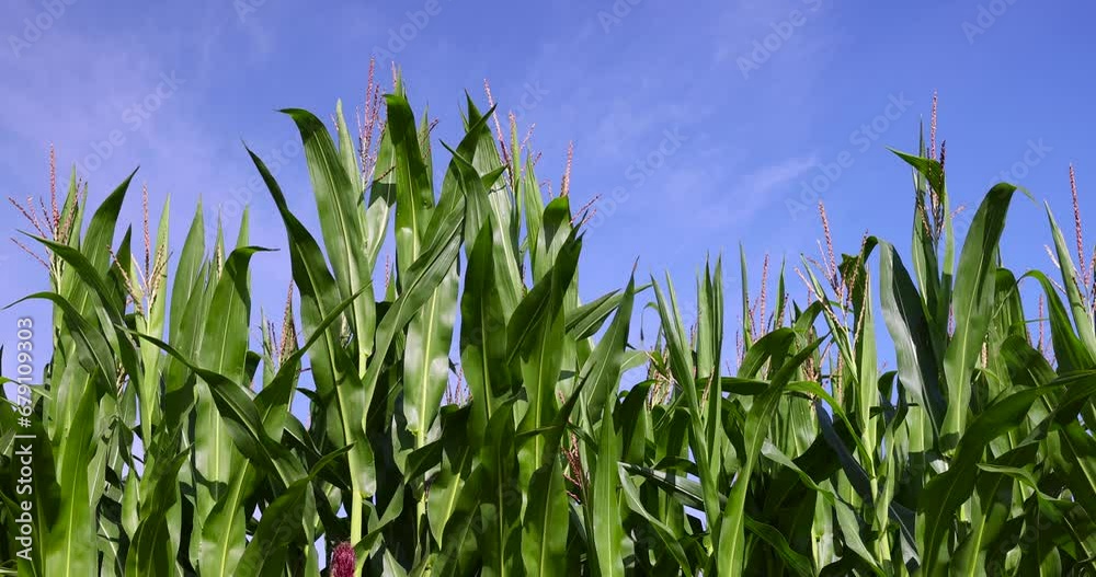 green corn during flowering in summer, a field with lots of green raw corn green corn during flowering in summer, a field with lots of green raw corn