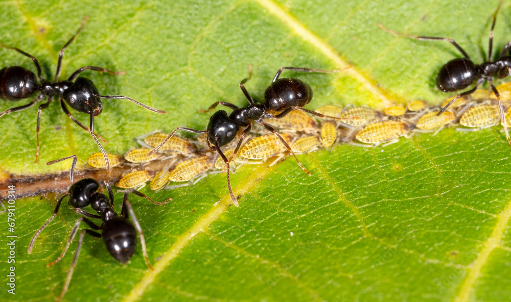 Close-up of ants and aphids on a leaf. Macro Close-up of ants and aphids on a leaf. Macro