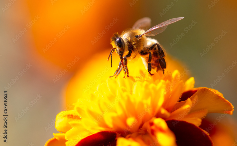 Close-up of a bee on an orange flower. Macro Close-up of a bee on an orange flower. Macro