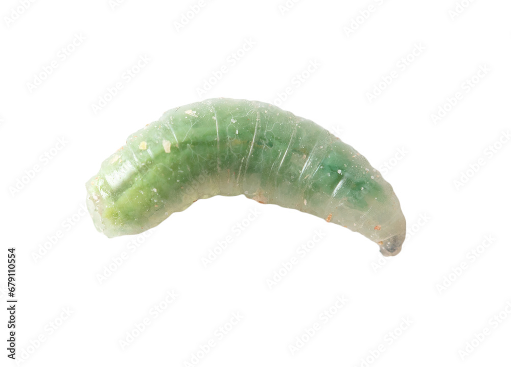 Green maggot isolated white background. Macro Green maggot isolated white background. Macro