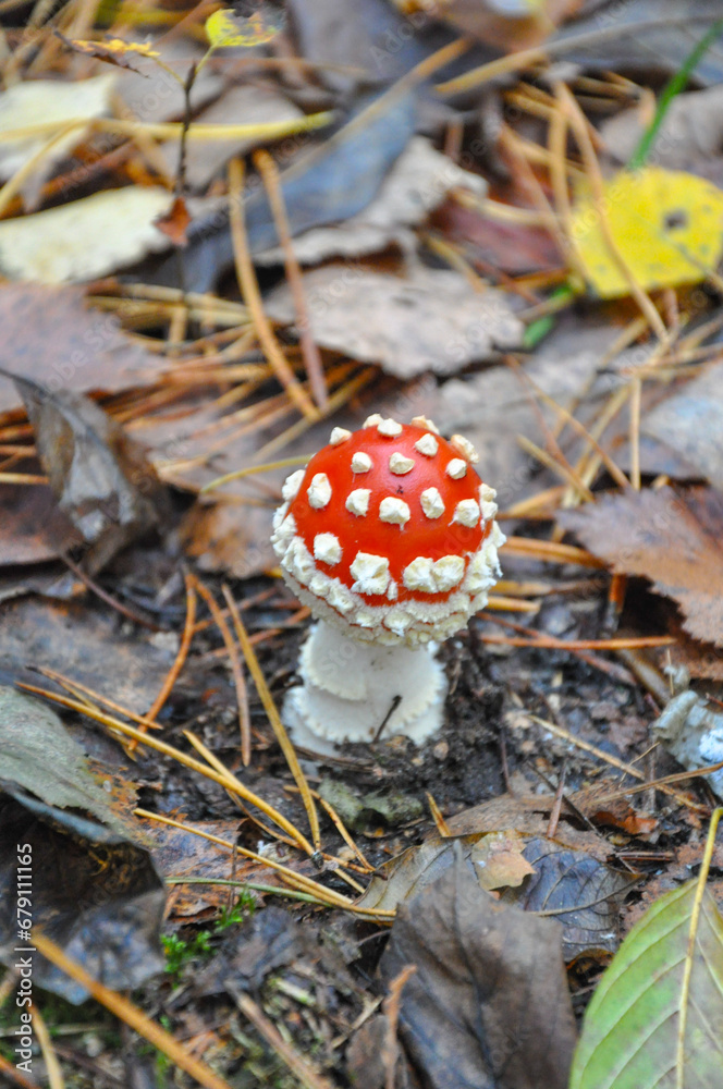 Amanita mushroom among the leaves in the autumn forest. Quality image for your project Amanita mushroom among the leaves in the autumn forest. Quality image for your project