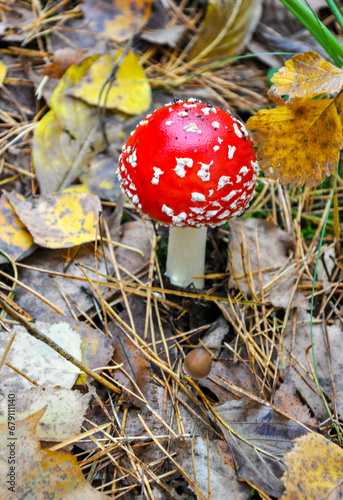 Amanita mushroom among the leaves in the autumn forest. Quality image for your project