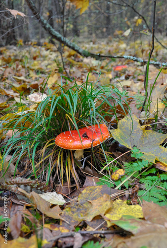 Amanita mushroom among the leaves in the autumn forest. Quality image for your project