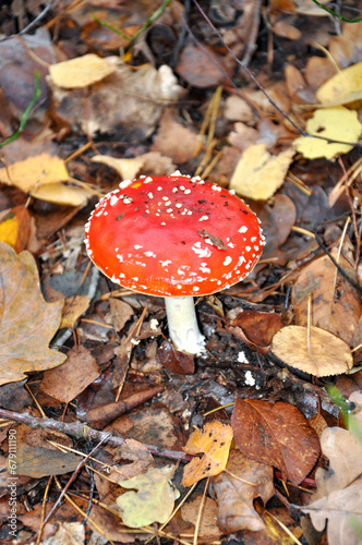 Amanita mushroom among the leaves in the autumn forest. Quality image for your project