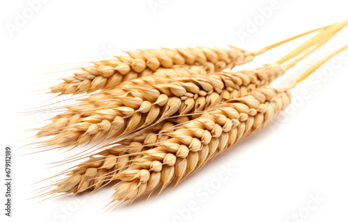 Ears of wheat isolated on white background close-up. 