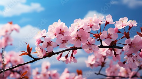 Spring Blossom Background Beautiful Nature  HD  Background Wallpaper  Desktop Wallpaper