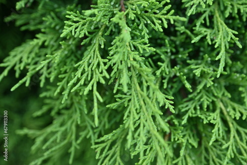 macro green juniper branch  