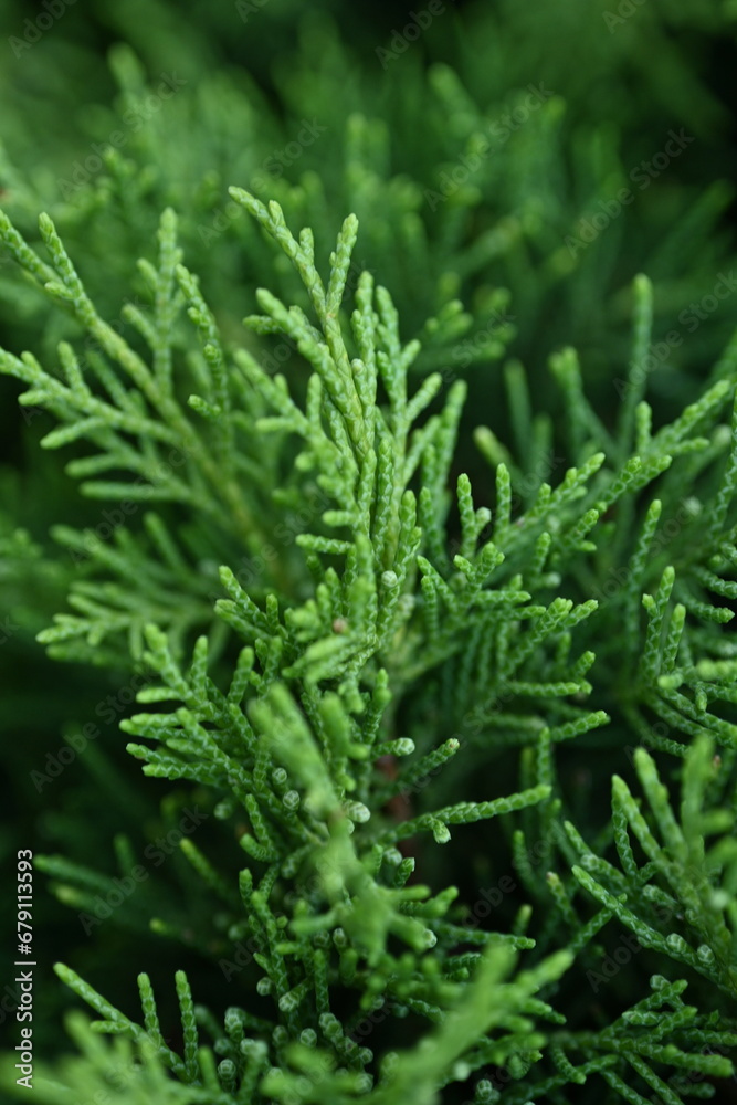 macro green juniper branch, macro green juniper branch,