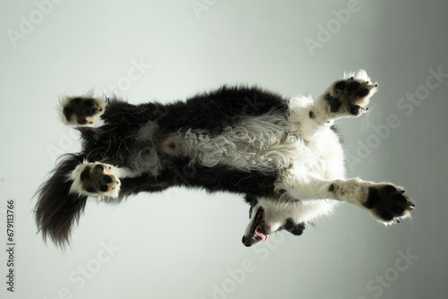 Fototapeta Naklejka Na Ścianę i Meble -  perspektive hund border colly