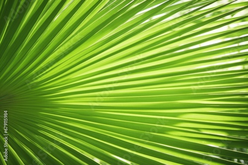 palm leaf surface under lit with soft light © altitudevisual