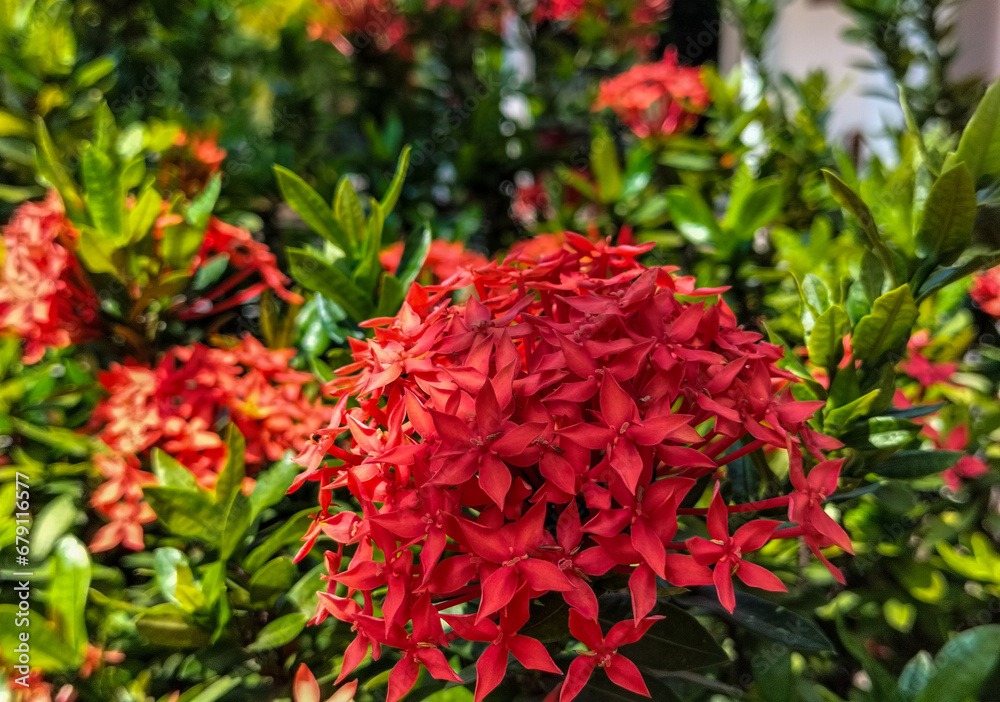 Selective focus. Red rubiaceae flower blossom on the tree. Red ixora flowers are suitable as a fence around the house.
Selective focus. Red rubiaceae flower blossom on the tree. Red ixora flowers are suitable as a fence around the house.