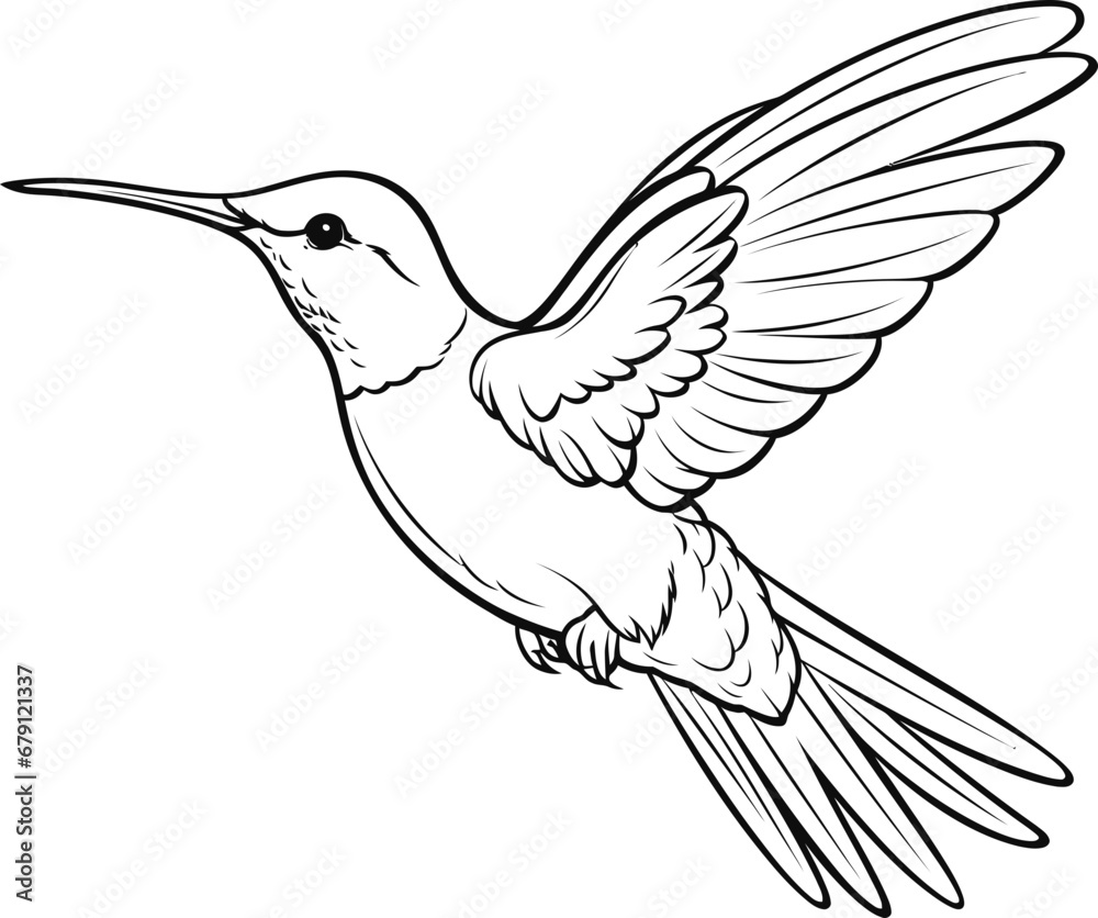 Obraz premium Hummingbird black and white coloring page, vector stock photo