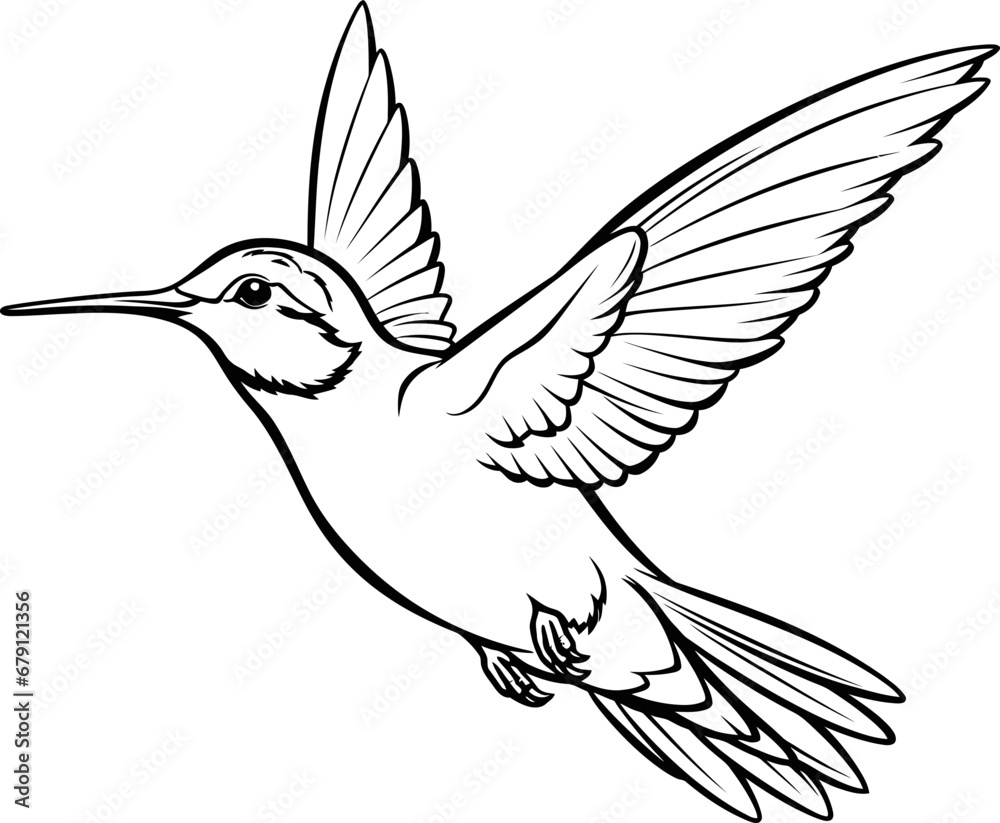 Obraz premium Hummingbird black and white coloring page, vector stock photo