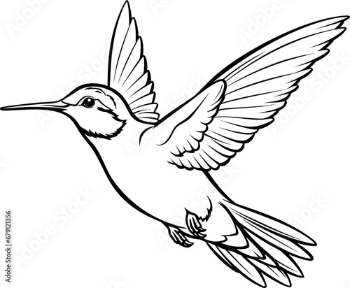 Hummingbird black and white coloring page, vector stock photo © Mithi Creation