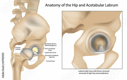 Anatomy of the Hip and Acetabular Labrum. Ligamentum teres and Articular cartilage. Lateral view with femur of right hip.