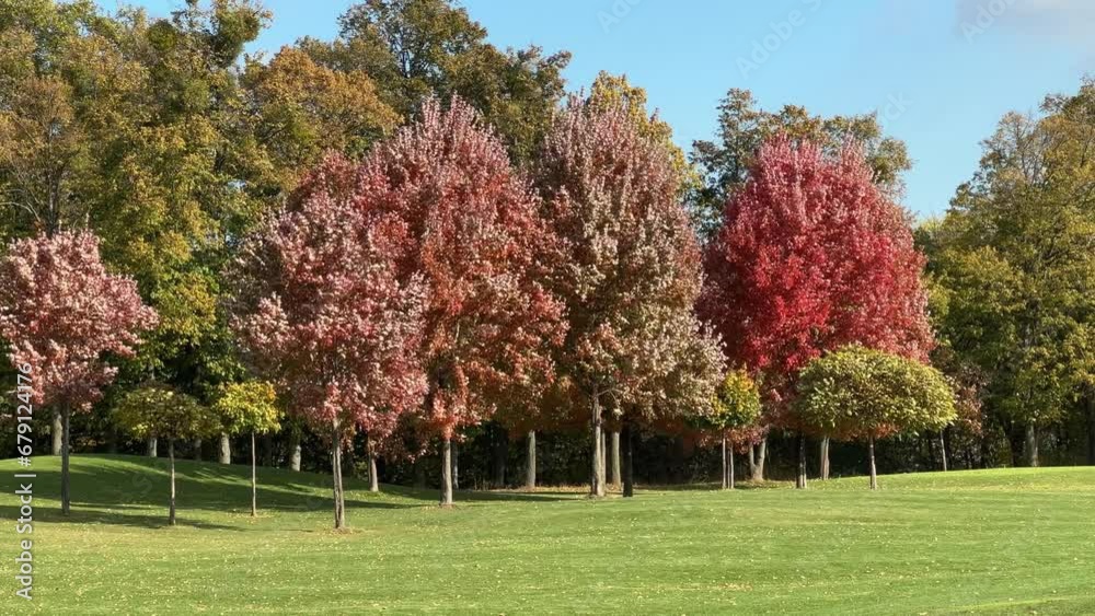 Young red maples with bright autumn leaves on lawn edge Young red maples with bright autumn leaves on lawn edge