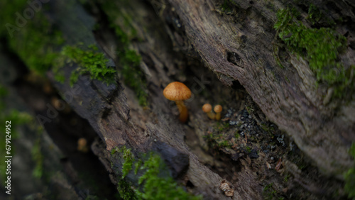 mushroom growing on tree