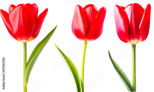 Red tulips on a transparent background