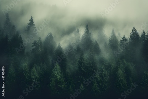 view of a green alpine trees forest with mountains at back covered with fog and mist in winter photo