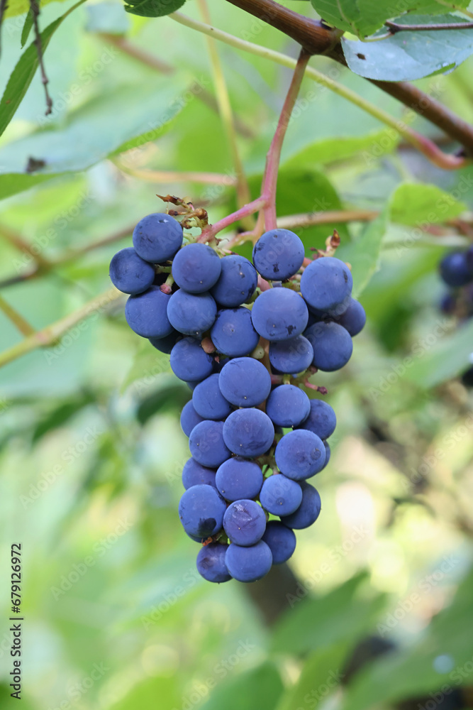 Blue grapevines and green leaves of a wine cultivar called Vitis Zilga growing in Finland Blue grapevines and green leaves of a wine cultivar called Vitis Zilga growing in Finland