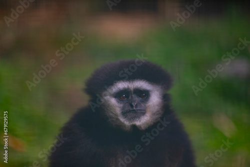 Monkeys playing in the park