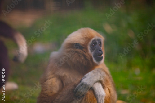 Monkeys playing in the park