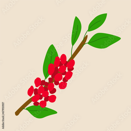 modern vector coffee branch with red berry