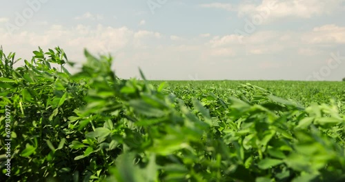 field with green grasses and plants for animal husbandry, cultivation of green fodder for animal feeding photo