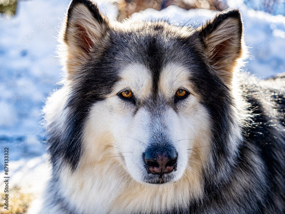Alaskan malamute close-up of the head Alaskan malamute close-up of the head