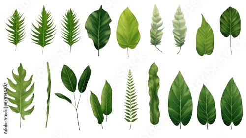 Set of tropical leaves isolated on a transparent or white background  png