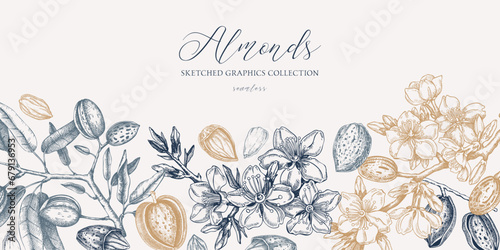 Almond background. Blooming branches, almond nuts, flowers, leaves sketches. Hand drawn vector illustration. Vintage floral design. Spring trees border