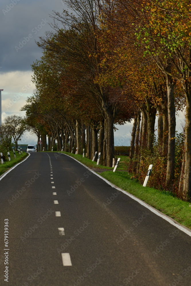 Autumn road with trees fall germany odenwald