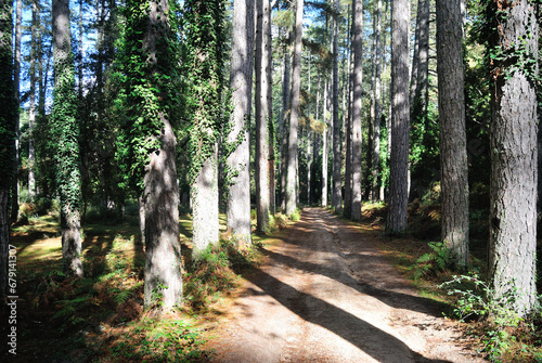 Veduta della foresta Fiorentini photo