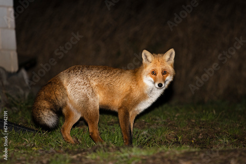 fox at dusk in the backyard © drakuliren