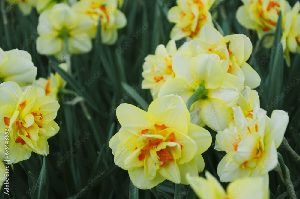 Yellow daffodil flowers blooming in a botanical garden. Spring flowers background. Yellow daffodil flowers blooming in a botanical garden. Spring flowers background.