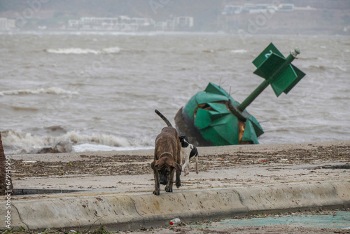 dog friends during hurricane in October 2023 in La Paz Malecon, Baja California Sur, Mexico